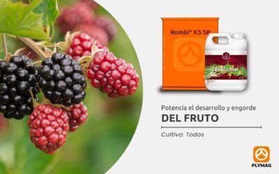 Potencia el desarrollo y engorde del fruto con  Ecklomar® y Rombi® KS SP