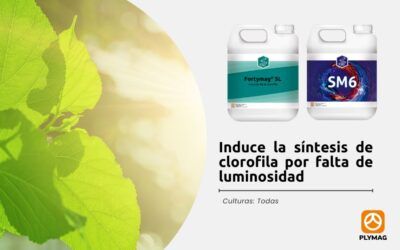 Induce la síntesis de clorofila por falta de luminosidad con Fortymag® SL y SM6®