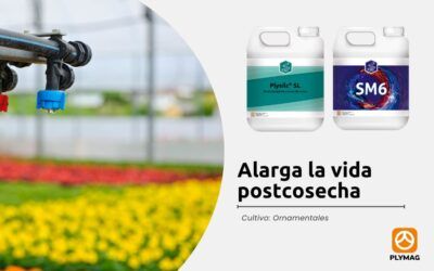 Alarga la vida postcosecha con Plysilc® SL y SM6®