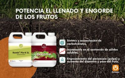Potenciar el llenado y engorde del fruto con Ecklomar® y Rombi® Ple-K SL
