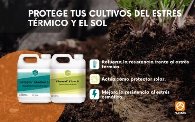 Combate el calor con la ayuda de Betapro® Maxlina SL y Floracal® Flow