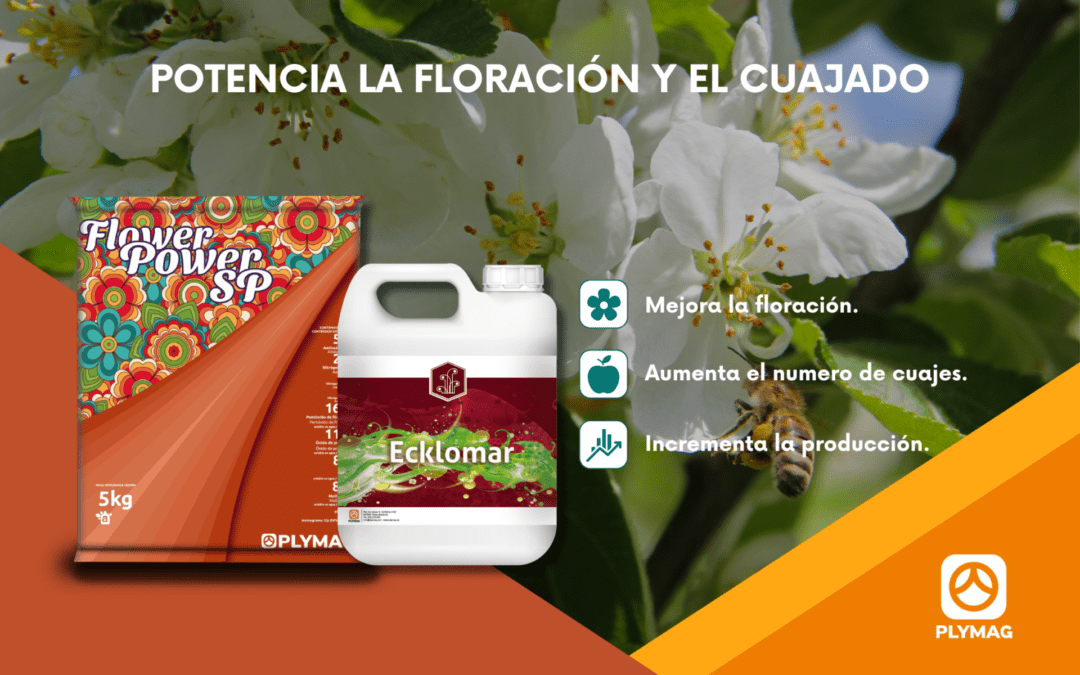 Mejorar la floración y el cuajado de los cultivos | Flower Power® SP y Ecklomar®