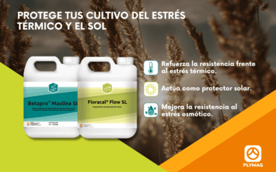 Cómo proteger los cultivos frente a las altas temperaturas y el estrés térmico