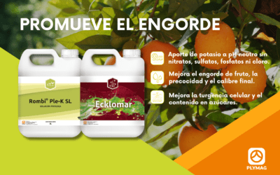Estrategia ganadora: Optimiza el engorde de fruto con Ecklomar® y Rombi® Ple-K SL